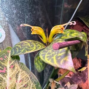 Lipstick cutting for Linda off Facebook